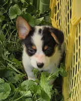 Oreo girl , a female Pembroke Welsh Corgi for sale in Pine Bush, NY – 9 of 10