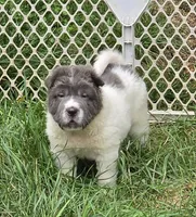Tabitha blue flower bear mini , a female Chinese Shar-Pei and Miniature Shar-Pei for sale in Pine Bush, NY – 3 of 10