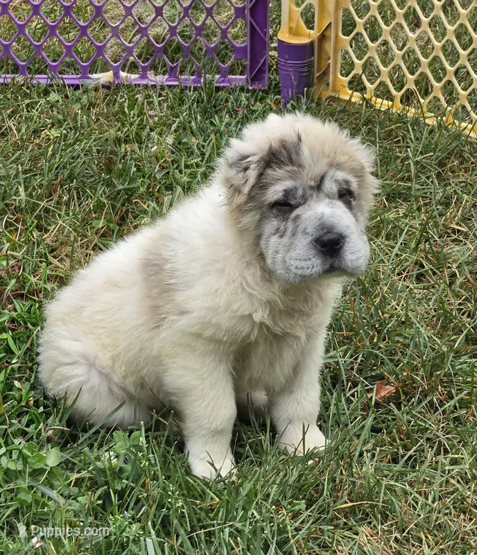 Nova blue merle flower bear  – Chinese Shar-Pei, Miniature Shar-Pei puppy for sale in Pine Bush, NY
