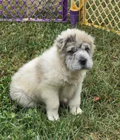Nova blue merle flower bear , a female Chinese Shar-Pei and Miniature Shar-Pei for sale in Pine Bush, NY – 3 of 10