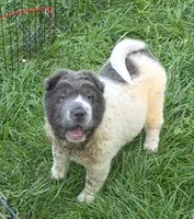 Tara blue flower bear coat mini , a female Chinese Shar-Pei and Miniature Shar-Pei for sale in Pine Bush, NY – 4 of 10