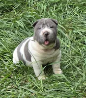 Travis Blue flower bear coat mini , a male Chinese Shar-Pei and Miniature Shar-Pei for sale in Pine Bush, NY – 4 of 10