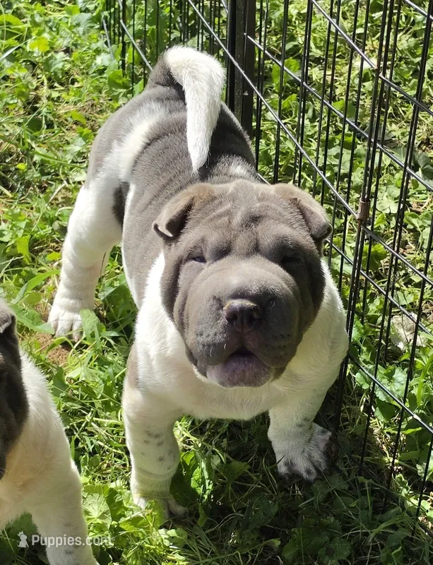 Blue boy  – Chinese Shar-Pei, Miniature Shar-Pei puppy for sale in Pine Bush, NY