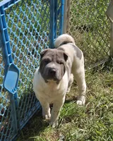 Blue Belle , a female Chinese Shar-Pei and Miniature Shar-Pei for sale in Pine Bush, NY – 6 of 8