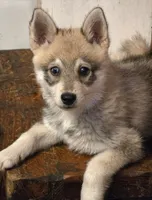 Bandit , a female Alaskan Klee Kai for sale in Pine Bush, NY – 3 of 10