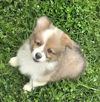 Dazzling Danny, a male Pembroke Welsh Corgi for sale in Pine Bush, NY – 7 of 10