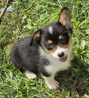 Brea , a female Pembroke Welsh Corgi for sale in Pine Bush, NY – 2 of 9