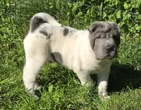 Trevor Blue flower mini brush, a male Chinese Shar-Pei and Miniature Shar-Pei for sale in Pine Bush, NY – 2 of 10