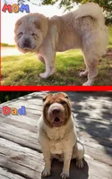 Tabitha blue flower bear mini , a female Chinese Shar-Pei and Miniature Shar-Pei for sale in Pine Bush, NY – 10 of 10