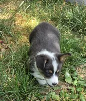 Lobo the low rider , a male Pembroke Welsh Corgi for sale in Pine Bush, NY – 8 of 10