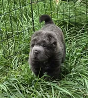 Troy blue bear coat mini , a male Chinese Shar-Pei and Miniature Shar-Pei for sale in Pine Bush, NY – 5 of 10