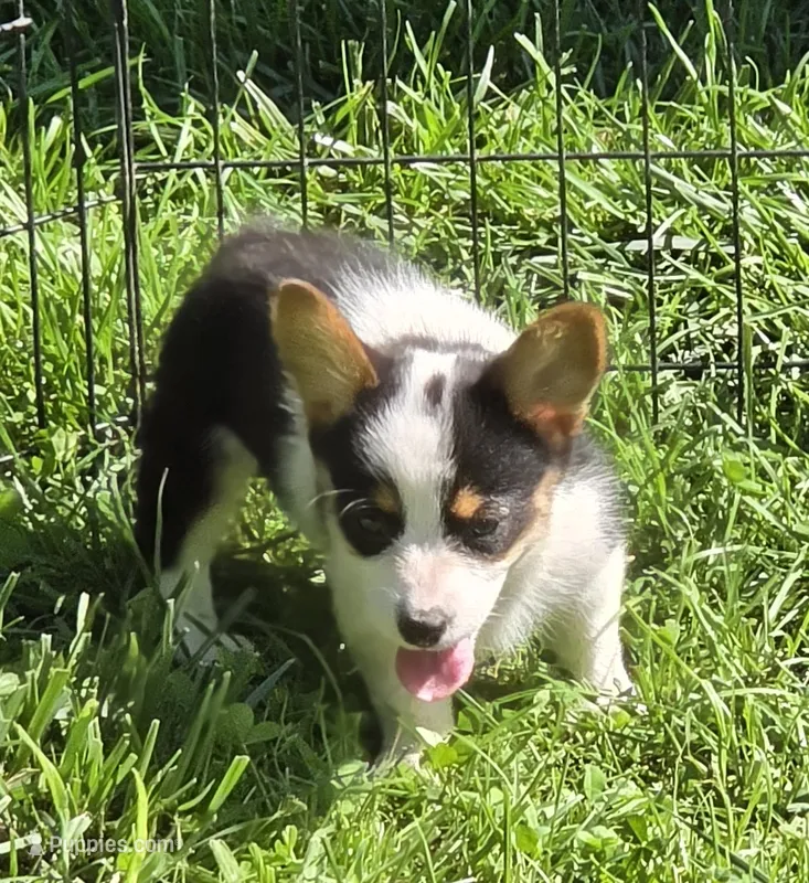 Oreo girl  – Pembroke Welsh Corgi puppy for sale in Pine Bush, NY