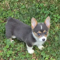 Lara the low rider , a female Pembroke Welsh Corgi for sale in Pine Bush, NY – 4 of 10