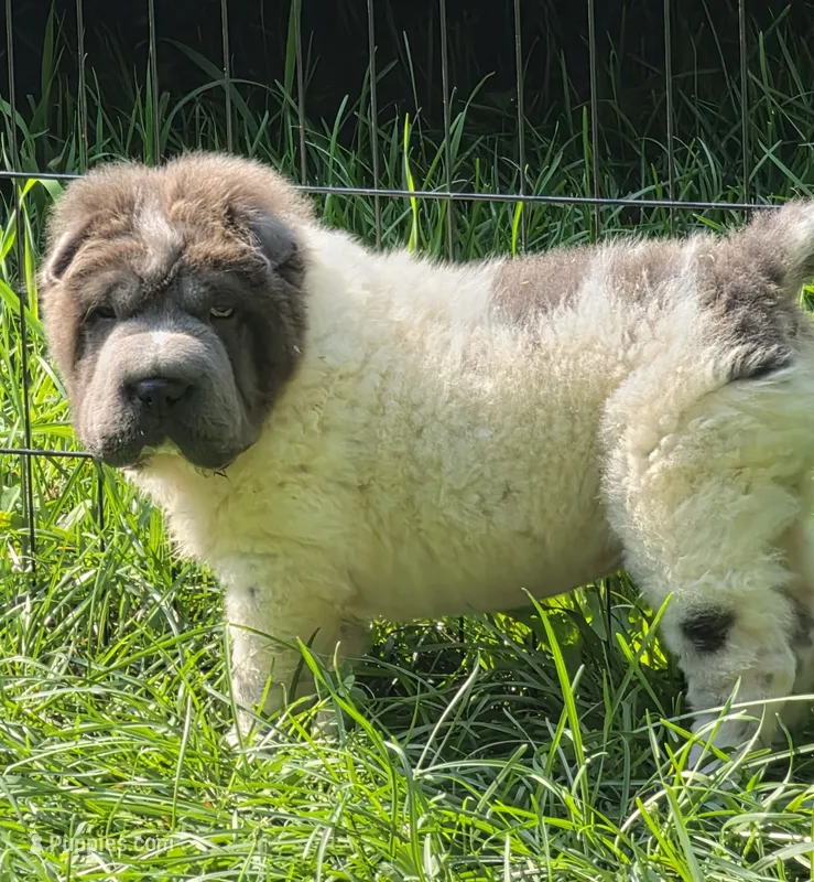 Tiny Tom blue flower bear mini  – Chinese Shar-Pei, Miniature Shar-Pei puppy for sale in Pine Bush, NY