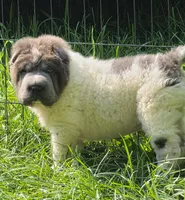 Tiny Tom blue flower bear mini , a male Chinese Shar-Pei and Miniature Shar-Pei for sale in Pine Bush, NY – 5 of 10