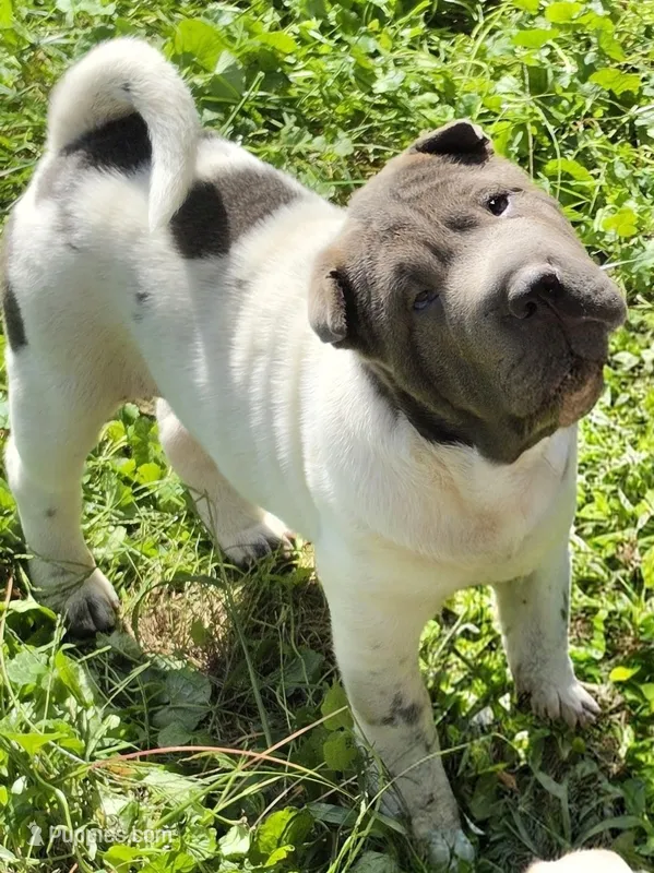 Blueberry mini flower  – Chinese Shar-Pei, Miniature Shar-Pei puppy for sale in Pine Bush, NY