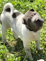 Blueberry mini flower , a female Chinese Shar-Pei and Miniature Shar-Pei for sale in Pine Bush, NY – 1 of 8