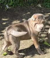 Lyla , a female Chinese Shar-Pei and Miniature Shar-Pei for sale in Pine Bush, NY – 2 of 10