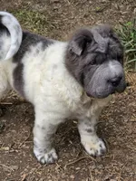 Tiny Tom blue flower bear mini , a male Chinese Shar-Pei and Miniature Shar-Pei for sale in Pine Bush, NY – 3 of 10