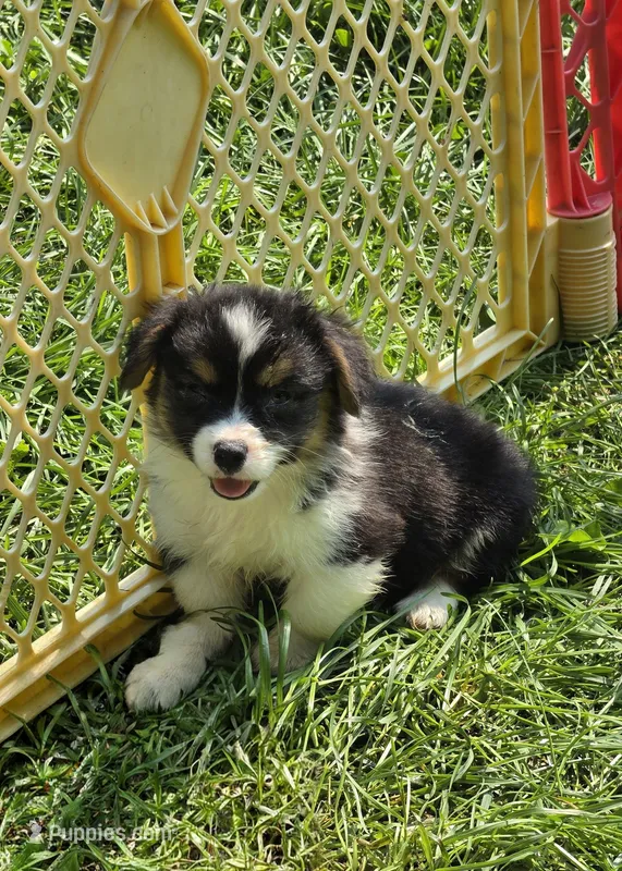 Puffy the fluffy – Pembroke Welsh Corgi puppy for sale in Pine Bush, NY