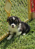 Puffy the fluffy, a male Pembroke Welsh Corgi for sale in Pine Bush, NY – 1 of 6