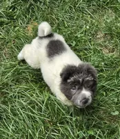 Tara blue flower bear coat mini , a female Chinese Shar-Pei and Miniature Shar-Pei for sale in Pine Bush, NY – 9 of 10