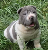 Travis Blue flower bear coat mini , a male Chinese Shar-Pei and Miniature Shar-Pei for sale in Pine Bush, NY – 5 of 10