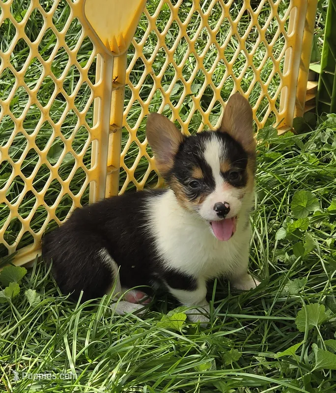 Raina  – Pembroke Welsh Corgi puppy for sale in Pine Bush, NY