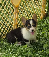Raina , a female Pembroke Welsh Corgi for sale in Pine Bush, NY – 1 of 10