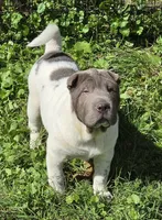 Blueberry mini flower , a female Chinese Shar-Pei and Miniature Shar-Pei for sale in Pine Bush, NY – 3 of 8