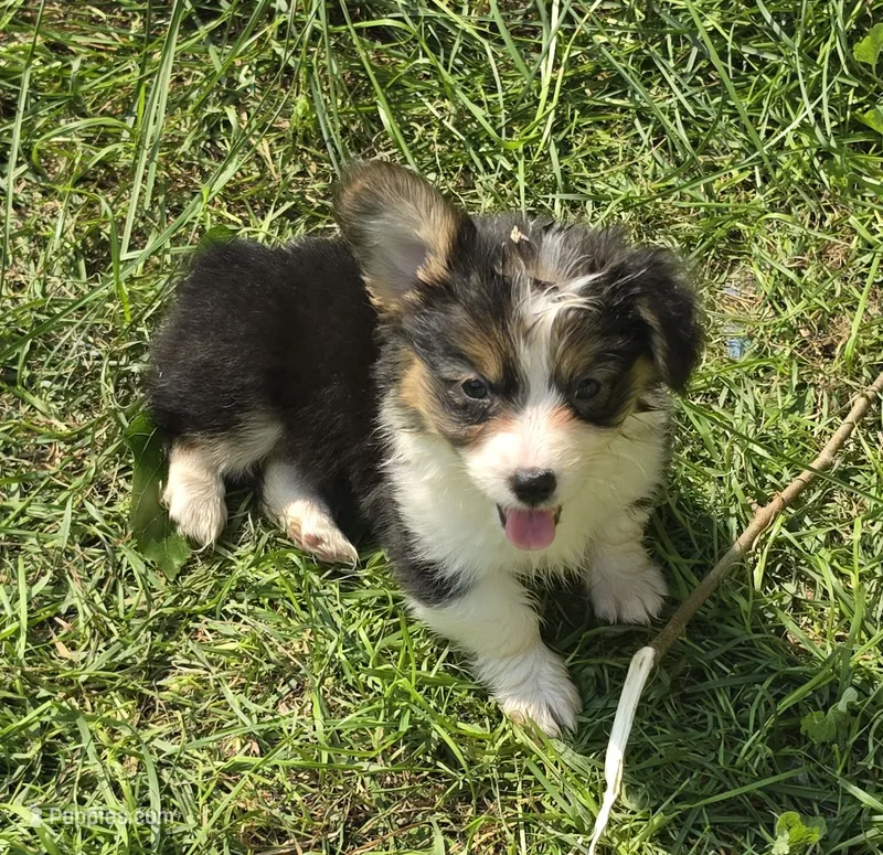 Duffy the fluffy  – Pembroke Welsh Corgi puppy for sale in Pine Bush, NY