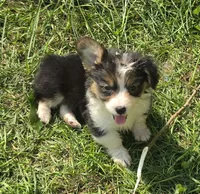 Duffy the fluffy , a male Pembroke Welsh Corgi for sale in Pine Bush, NY – 1 of 10