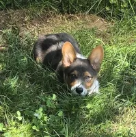 Lynx the low rider , a male Pembroke Welsh Corgi for sale in Pine Bush, NY – 6 of 10