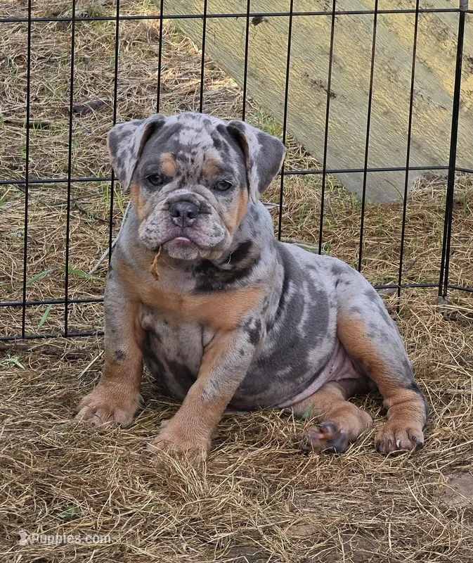Sparkle lilac and tan merle  – English Bulldog puppy for sale in Pine Bush, NY