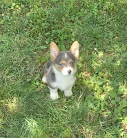 Lara the low rider , a female Pembroke Welsh Corgi for sale in Pine Bush, NY – 6 of 10