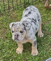Tinsel blue and tan merle , a female English Bulldog for sale in Pine Bush, NY – 4 of 10