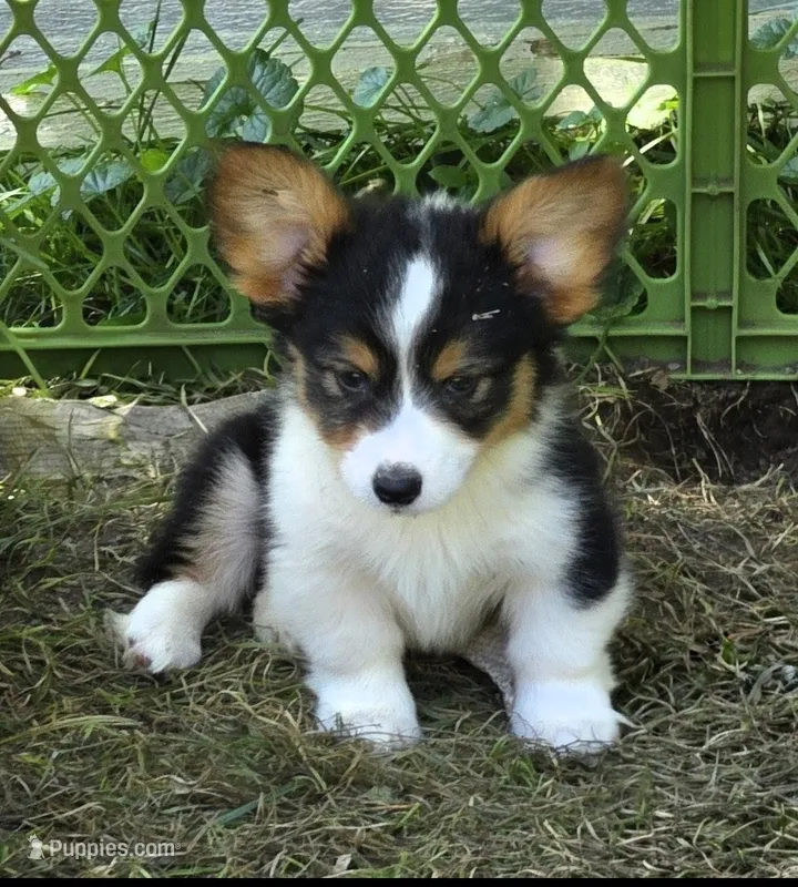 Duffy the fluffy  – Pembroke Welsh Corgi puppy for sale in Pine Bush, NY