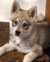 Bandit , a female Alaskan Klee Kai for sale in Pine Bush, NY – 5 of 10