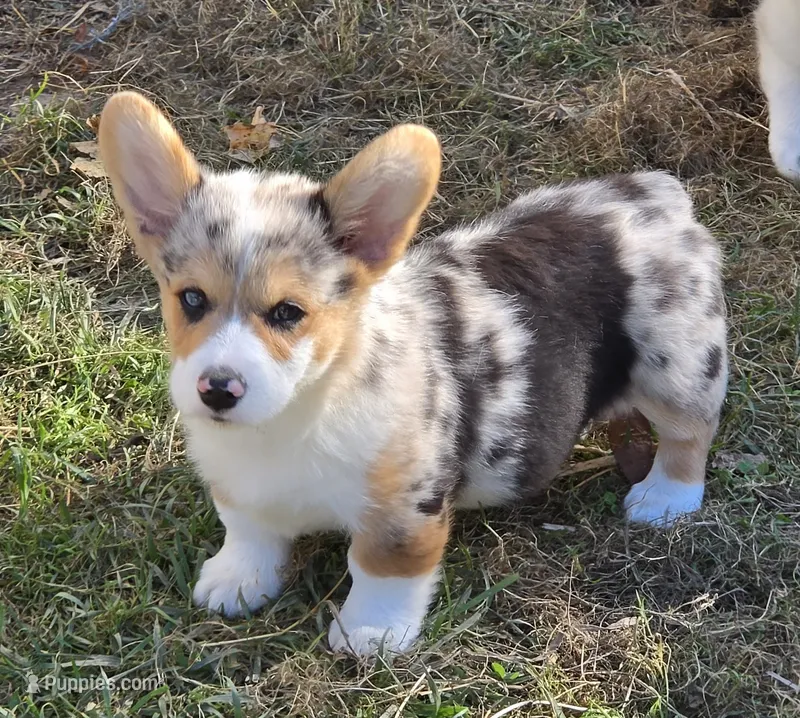 Stunning Stanley  – Pembroke Welsh Corgi puppy for sale in Pine Bush, NY