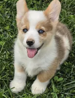 Beautiful Bentley , a male Pembroke Welsh Corgi for sale in Pine Bush, NY – 9 of 9