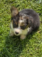 Duffy the fluffy , a male Pembroke Welsh Corgi for sale in Pine Bush, NY – 9 of 10