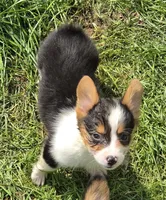 Raina , a female Pembroke Welsh Corgi for sale in Pine Bush, NY – 7 of 10