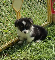 Puffy the fluffy, a male Pembroke Welsh Corgi for sale in Pine Bush, NY – 4 of 6