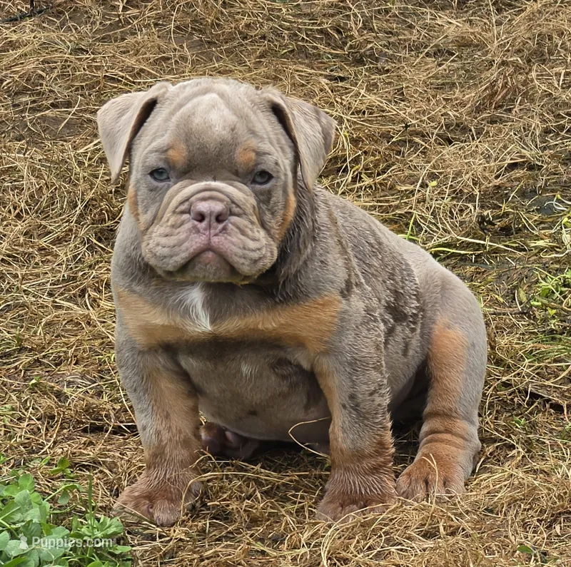 Link the lilac and tan – English Bulldog puppy for sale in Pine Bush, NY