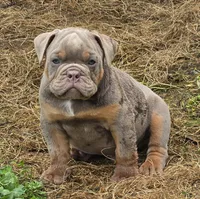 Link the lilac and tan, a male English Bulldog for sale in Pine Bush, NY – 1 of 10