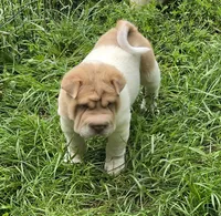 Leo Lilac flower brush mini, a male Chinese Shar-Pei and Miniature Shar-Pei for sale in Pine Bush, NY – 2 of 10