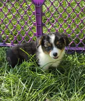 Muffin the fluffy , a female Pembroke Welsh Corgi for sale in Pine Bush, NY – 10 of 10