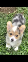 Gorgeous George , a male Pembroke Welsh Corgi for sale in Pine Bush, NY – 8 of 9