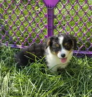 Muffin the fluffy , a female Pembroke Welsh Corgi for sale in Pine Bush, NY – 8 of 10