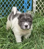 Tabitha blue flower bear mini , a female Chinese Shar-Pei and Miniature Shar-Pei for sale in Pine Bush, NY – 5 of 10